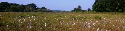 Cottongrass