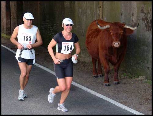 New Forest Half Marathon